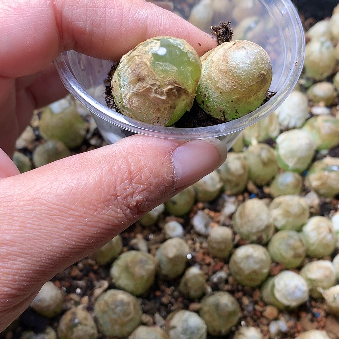 图*G255多肉植物保护研究所