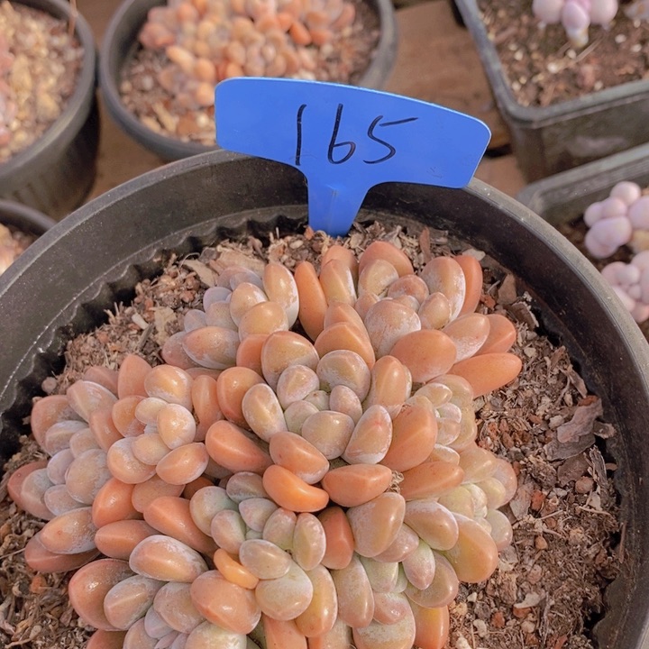 在家里面吃饭的吗