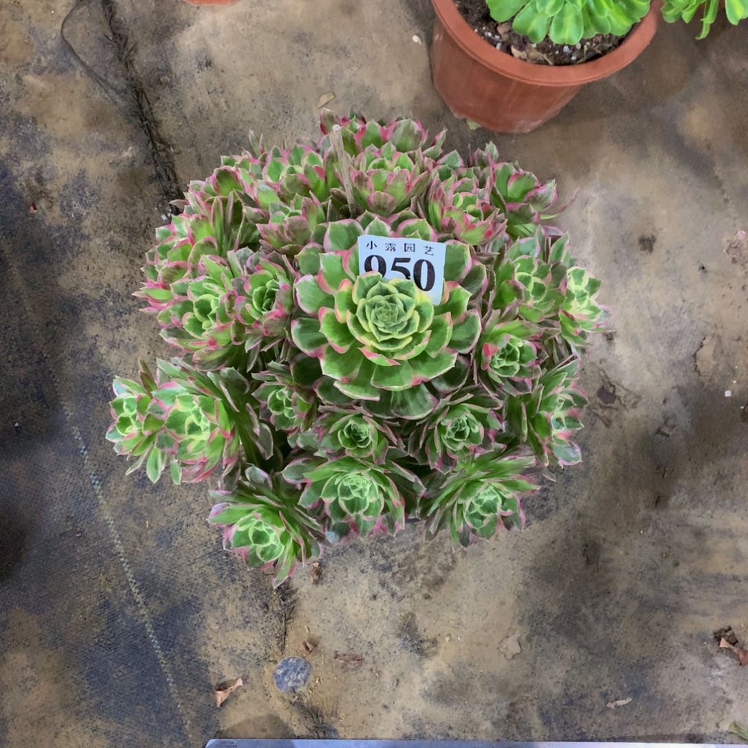 闽****队多肉植物950水蜜桃8888888