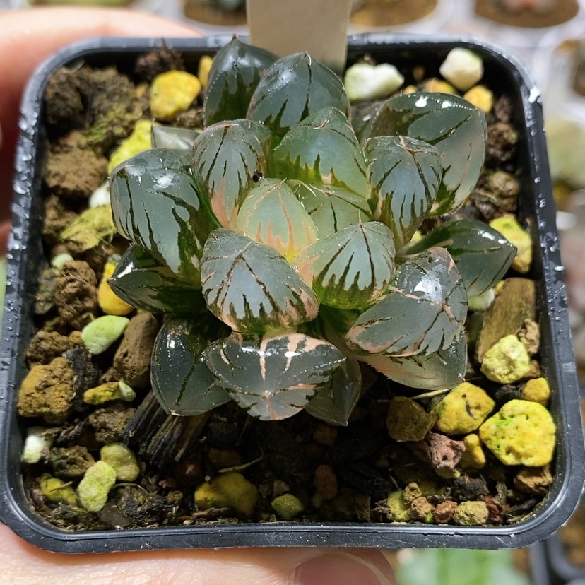 【闪购商品】78非组水晶玉露锦