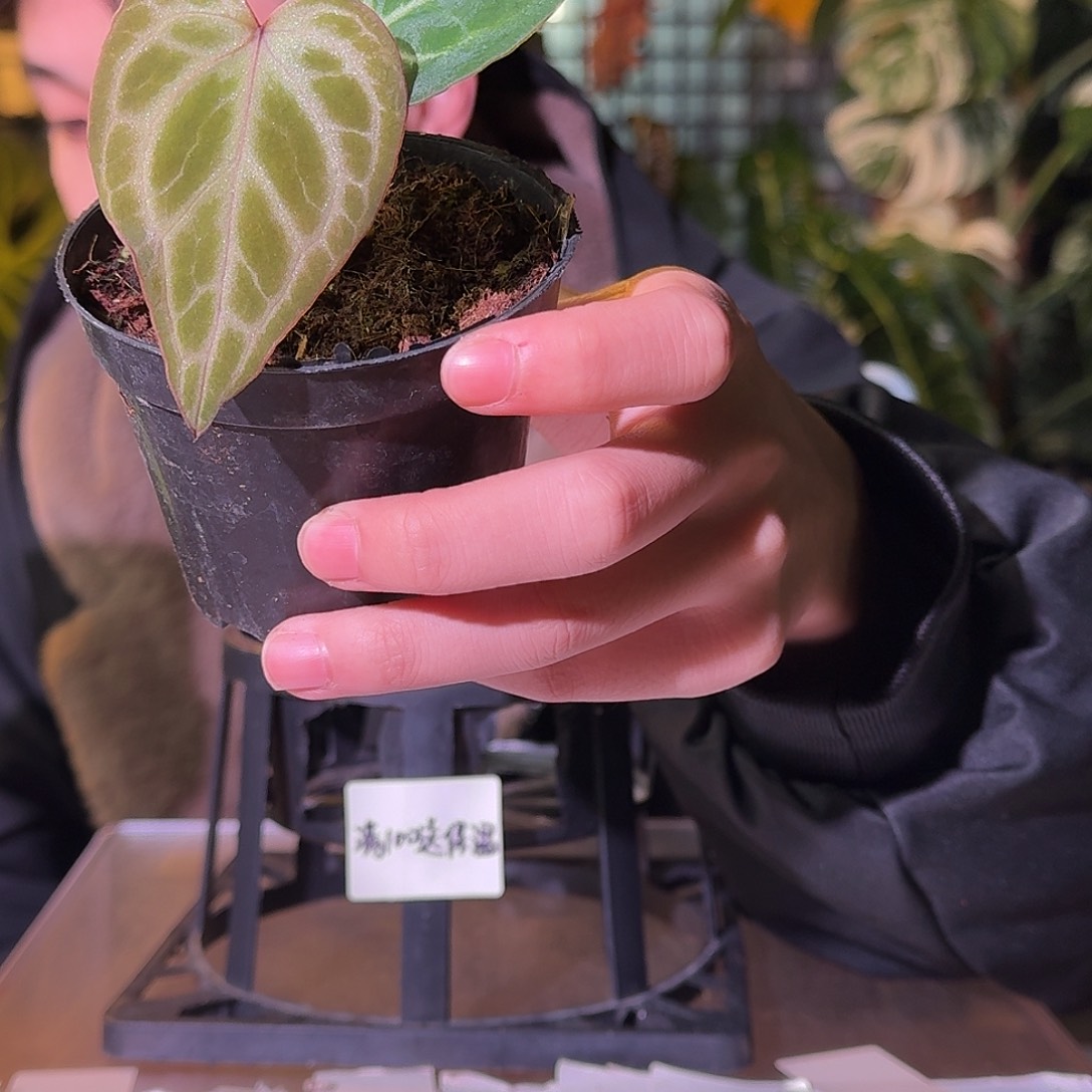 不开花植物G669撕裂银虎杂粉柠檬红