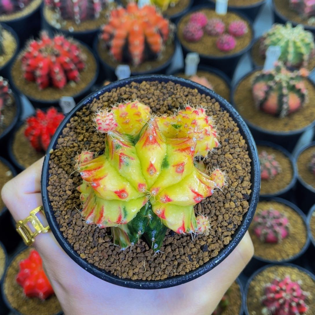 开播福利 00000000001