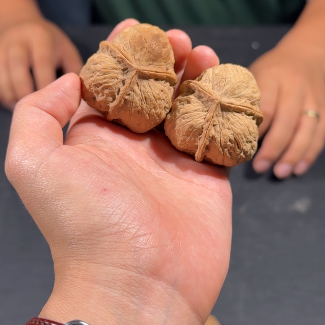 文玩核桃把件118号蟾尊三棱