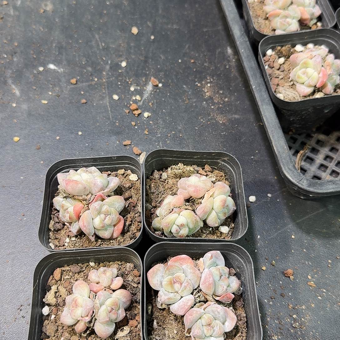 13号到手4颗，琥珀鱼群生