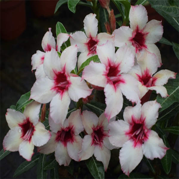 腾泓沙漠玫瑰 C59海风铃 单瓣沙漠玫瑰精品花色超爆花款新品