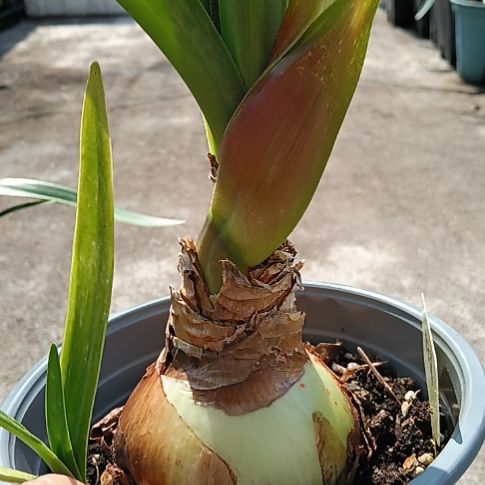 无花朵捉迷藏7-8带盆土发