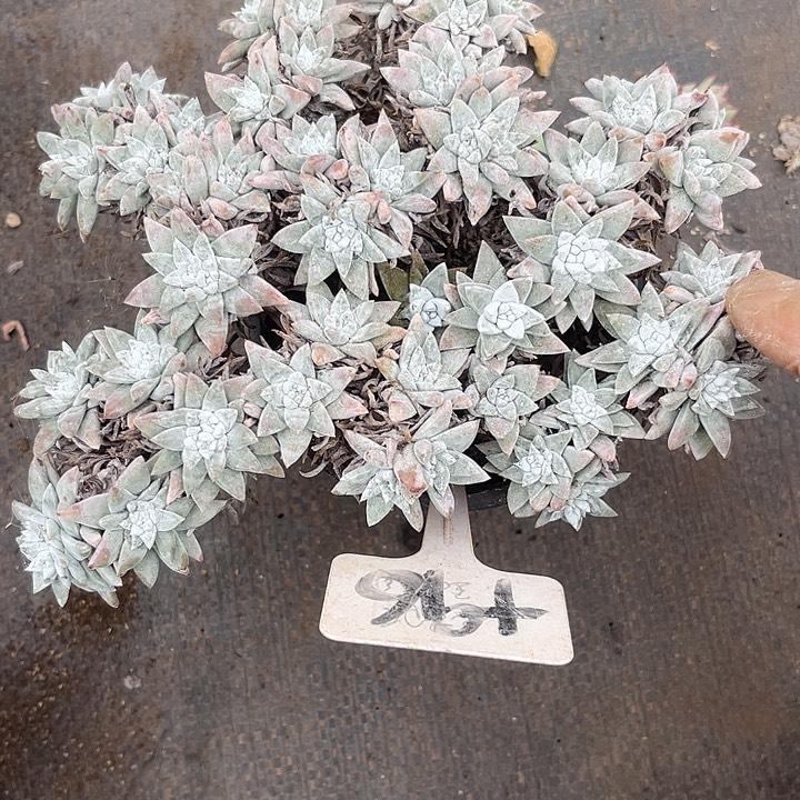 两单包邮，一物一拍96白鹭