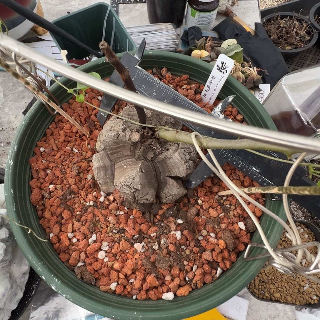 多肉植物专拍植物不退换 一物一拍 276