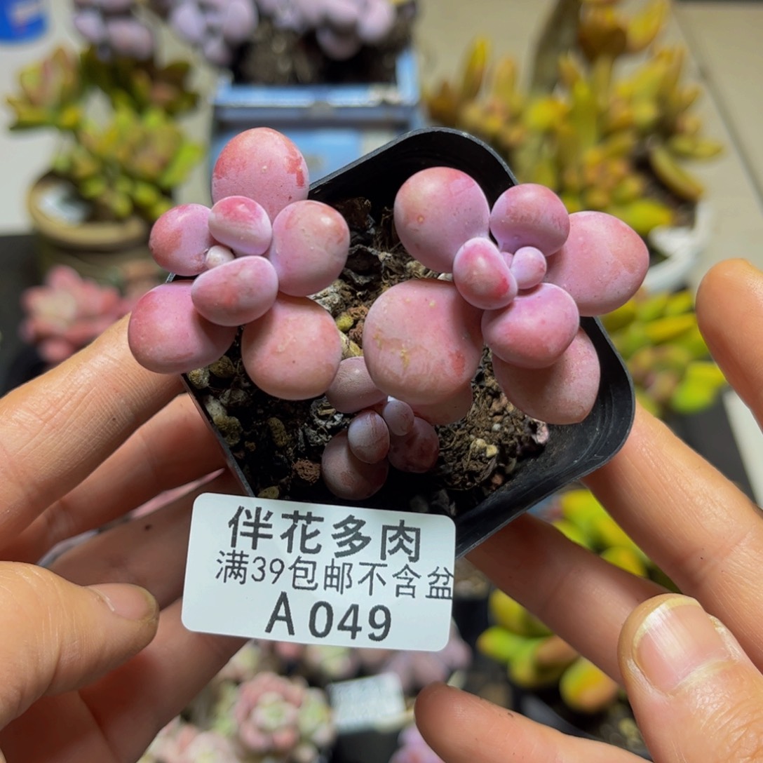 049桃蛋7厘米多肉