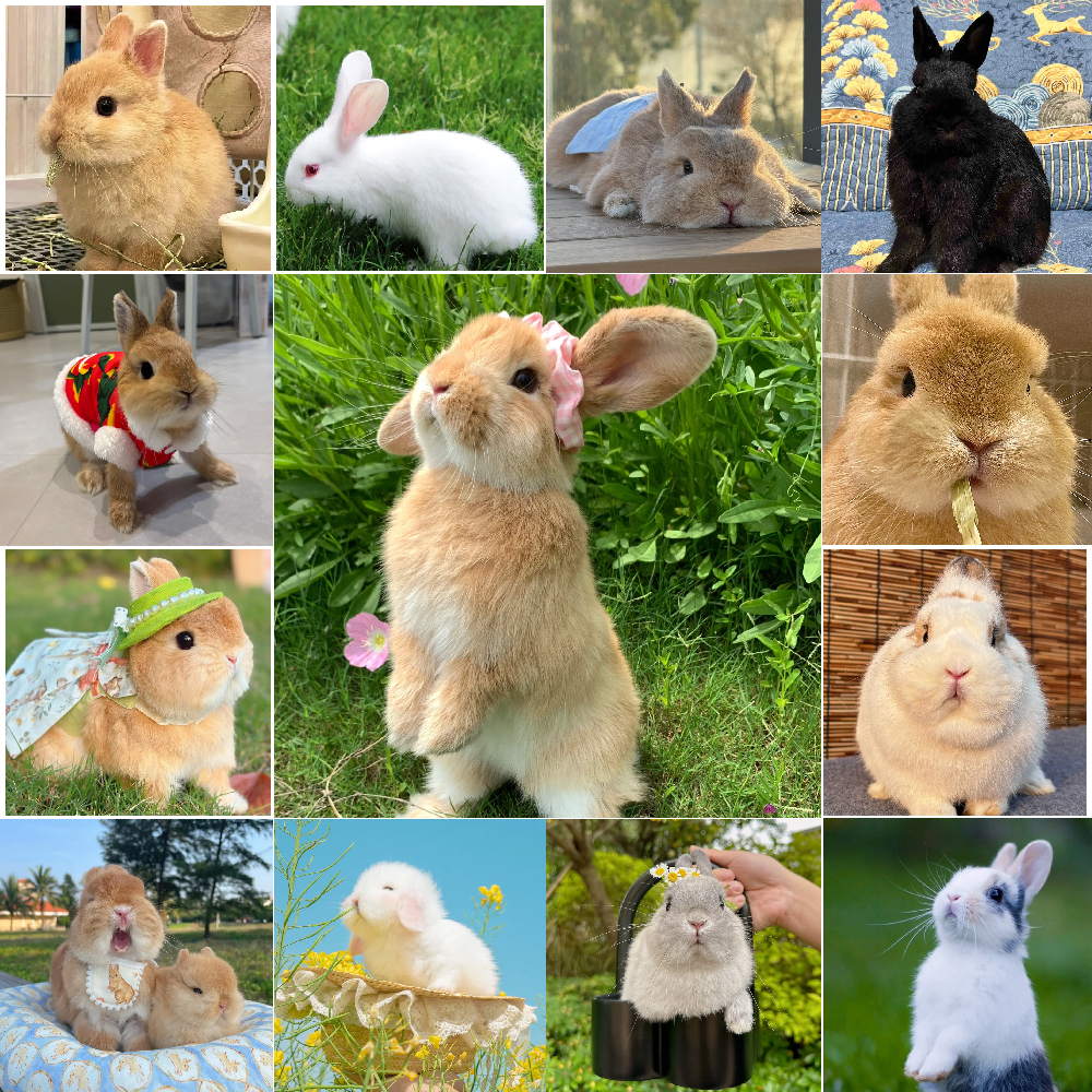 通用宠物活体链接（二）