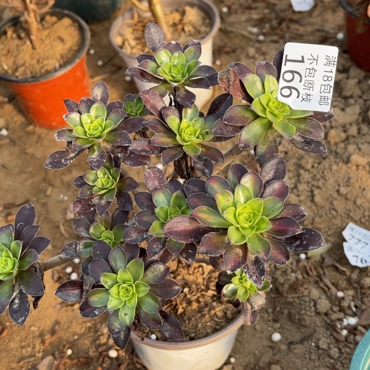 166红酒圆叶绣球1