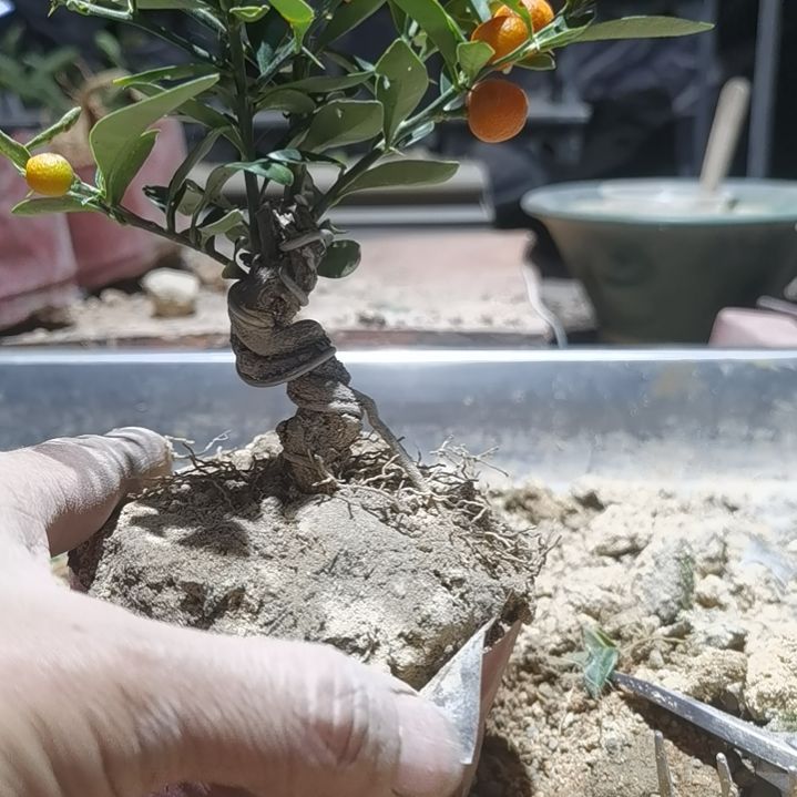 完全开放金豆小橘子绿植