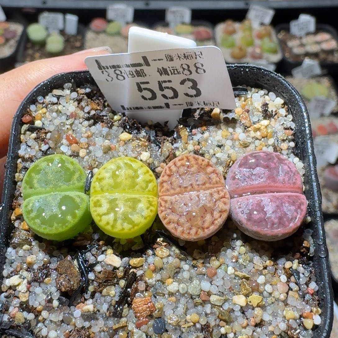 Sss清货了清空553