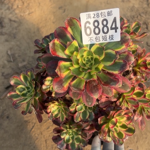 冰淇淋多肉植物法师6884