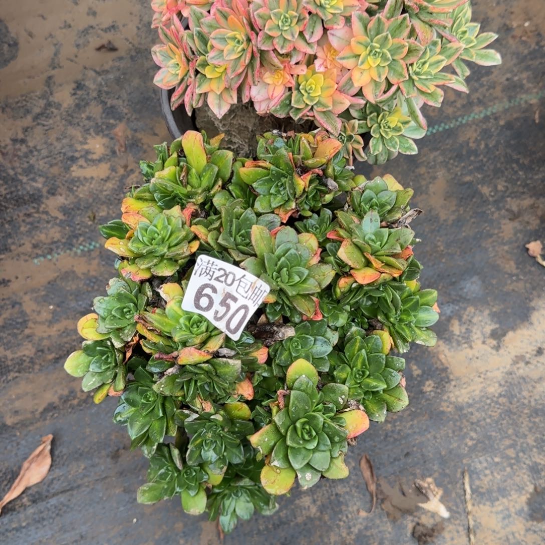 多肉651+650满20包邮断枝不包