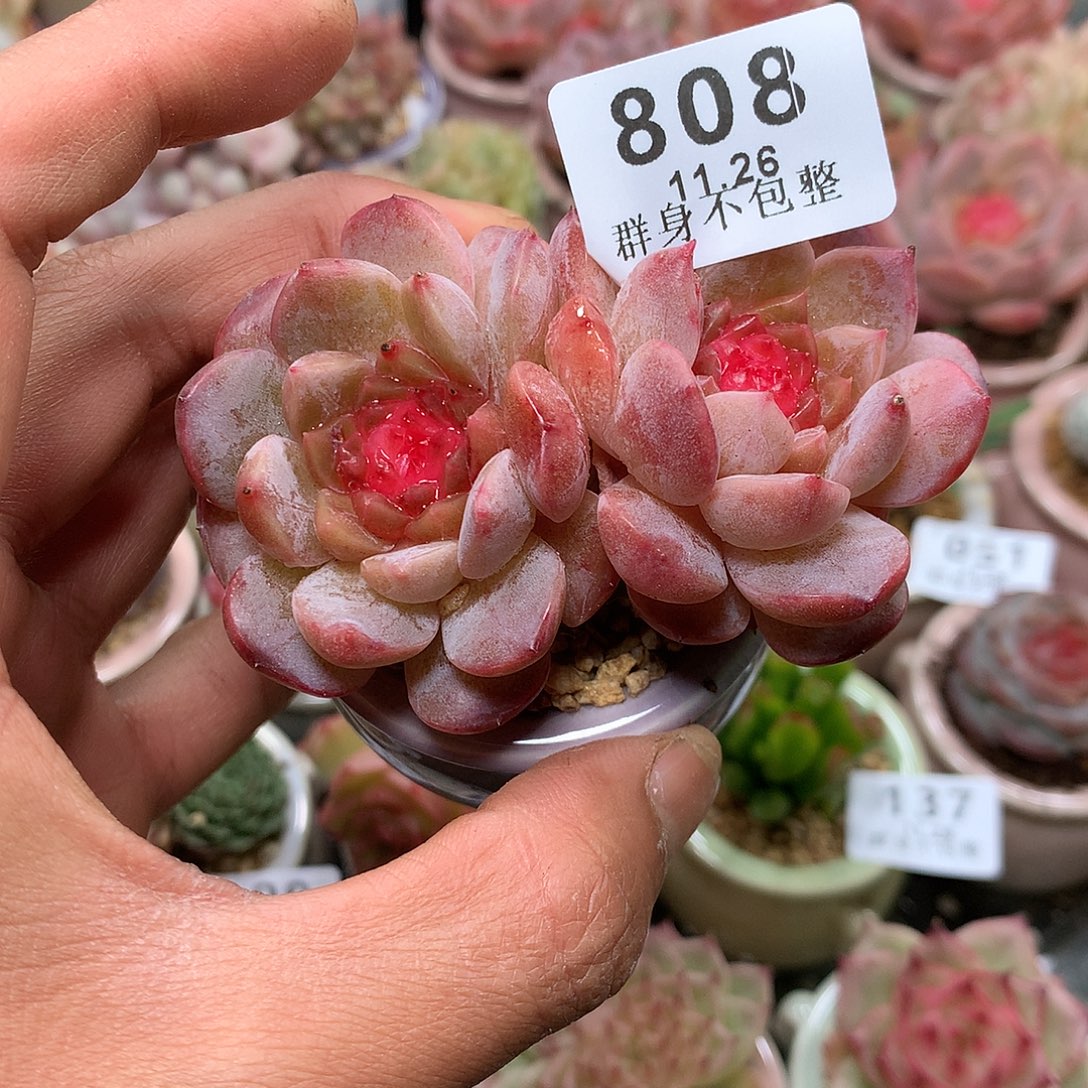 精控拇指盆11.26808