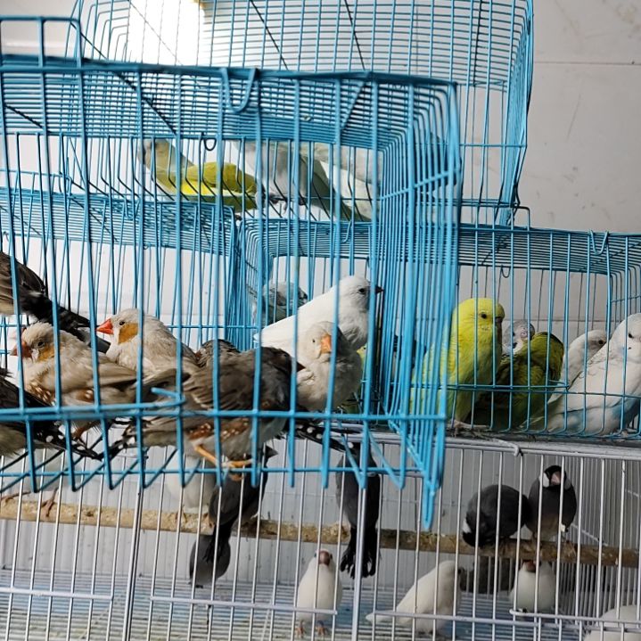 文鸟特价断尾灰珍珠一公两母