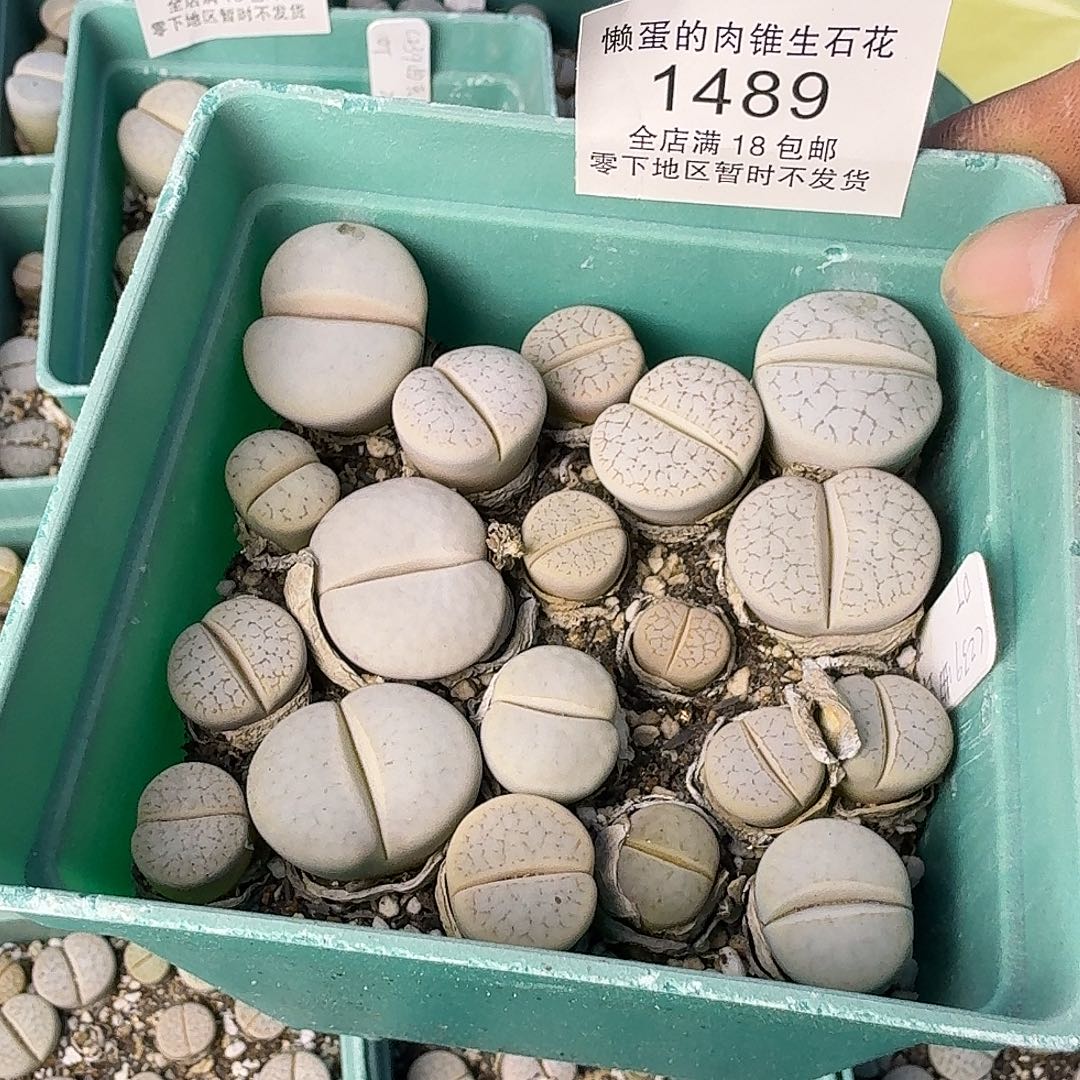 1489 哈哈哈哈哈哈哈哈哈哈