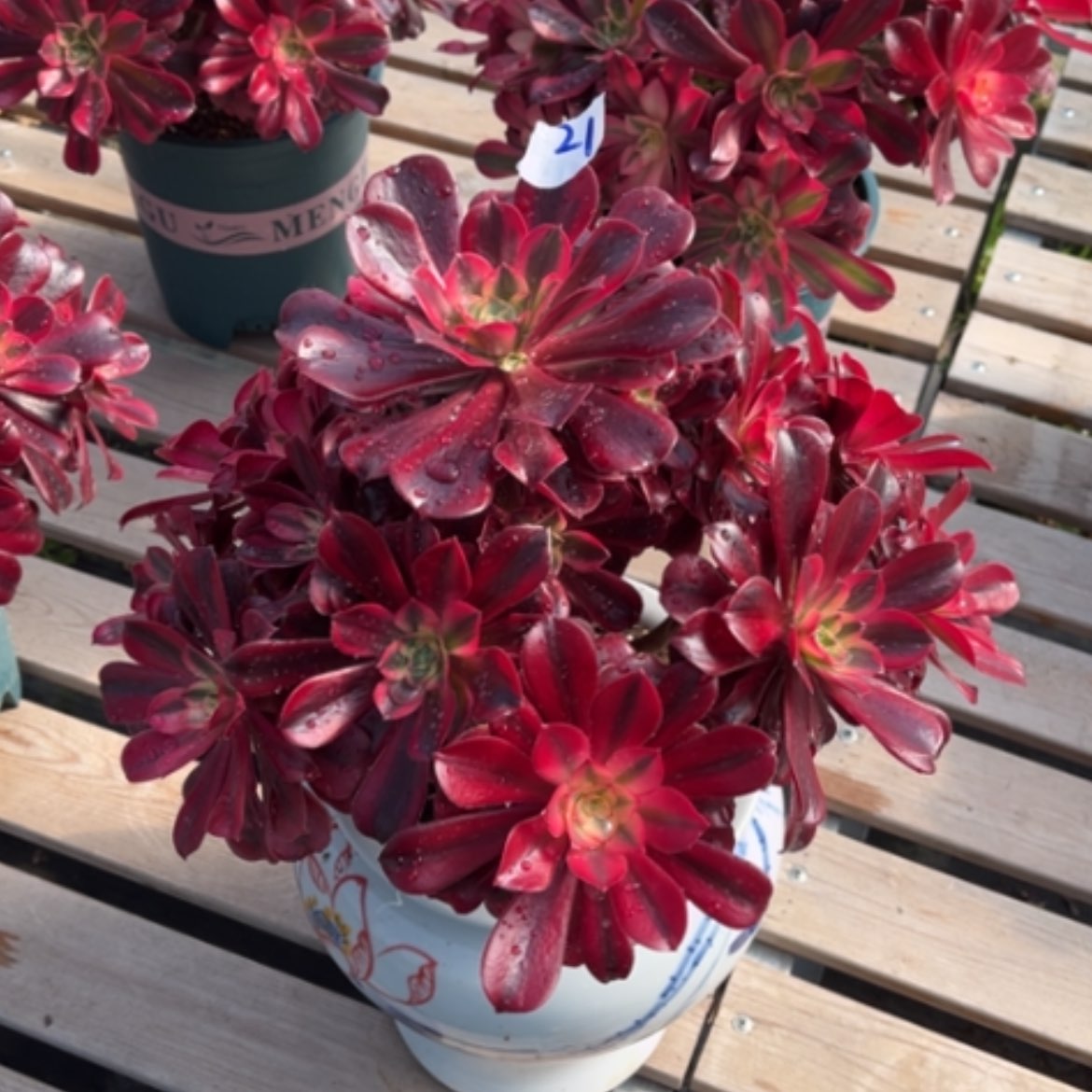 【闪购商品】21美杜莎多肉法师