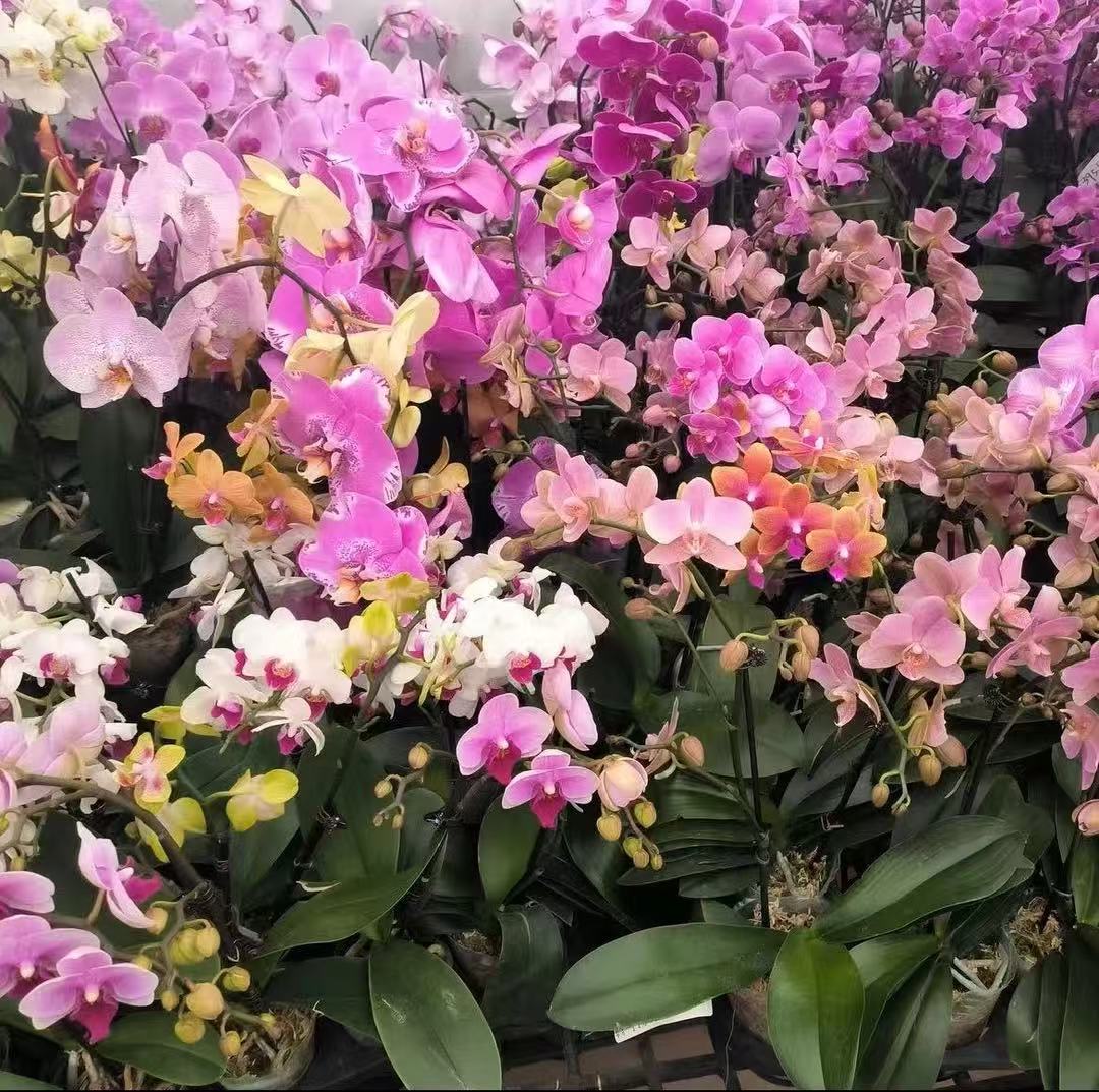 蝴蝶兰【开花株】随机品种带花发货室内花花 花色鲜艳 
