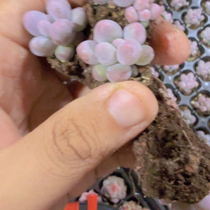 韩版汤圆五颗一组