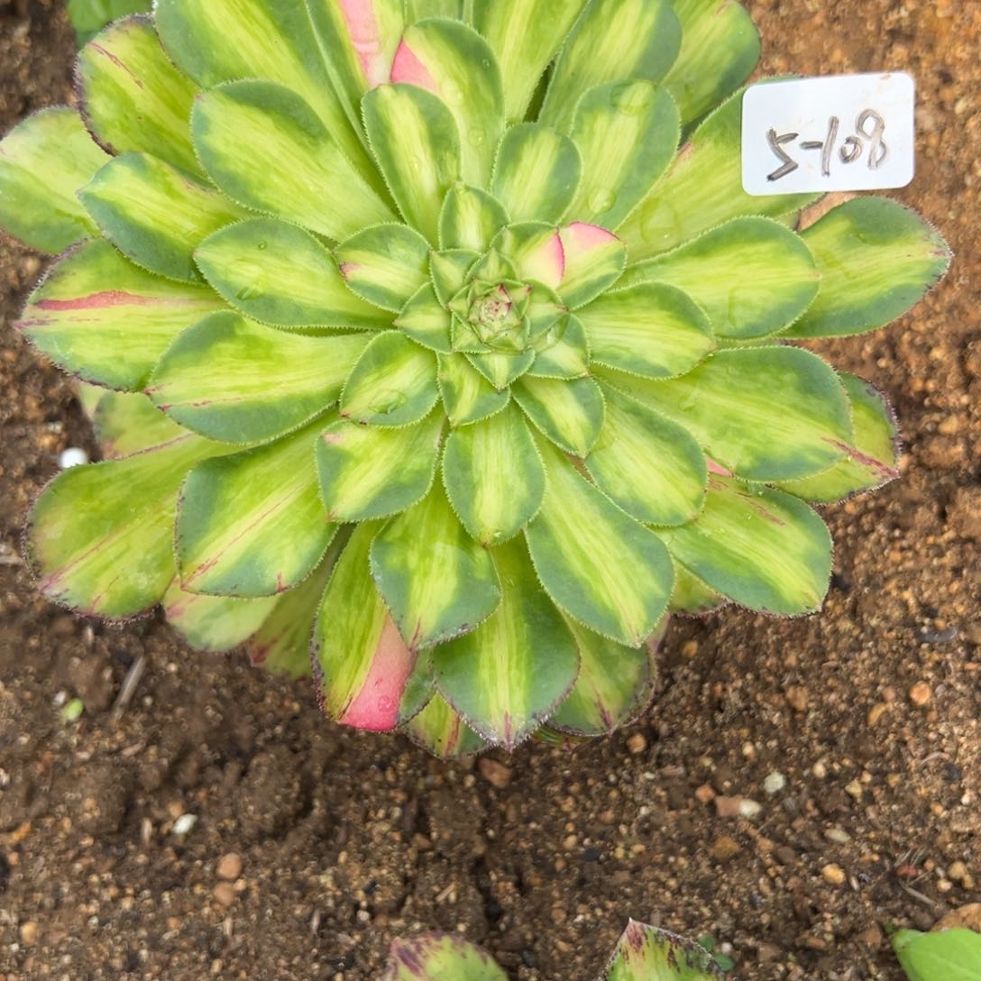 108知否多肉多肉多肉多肉