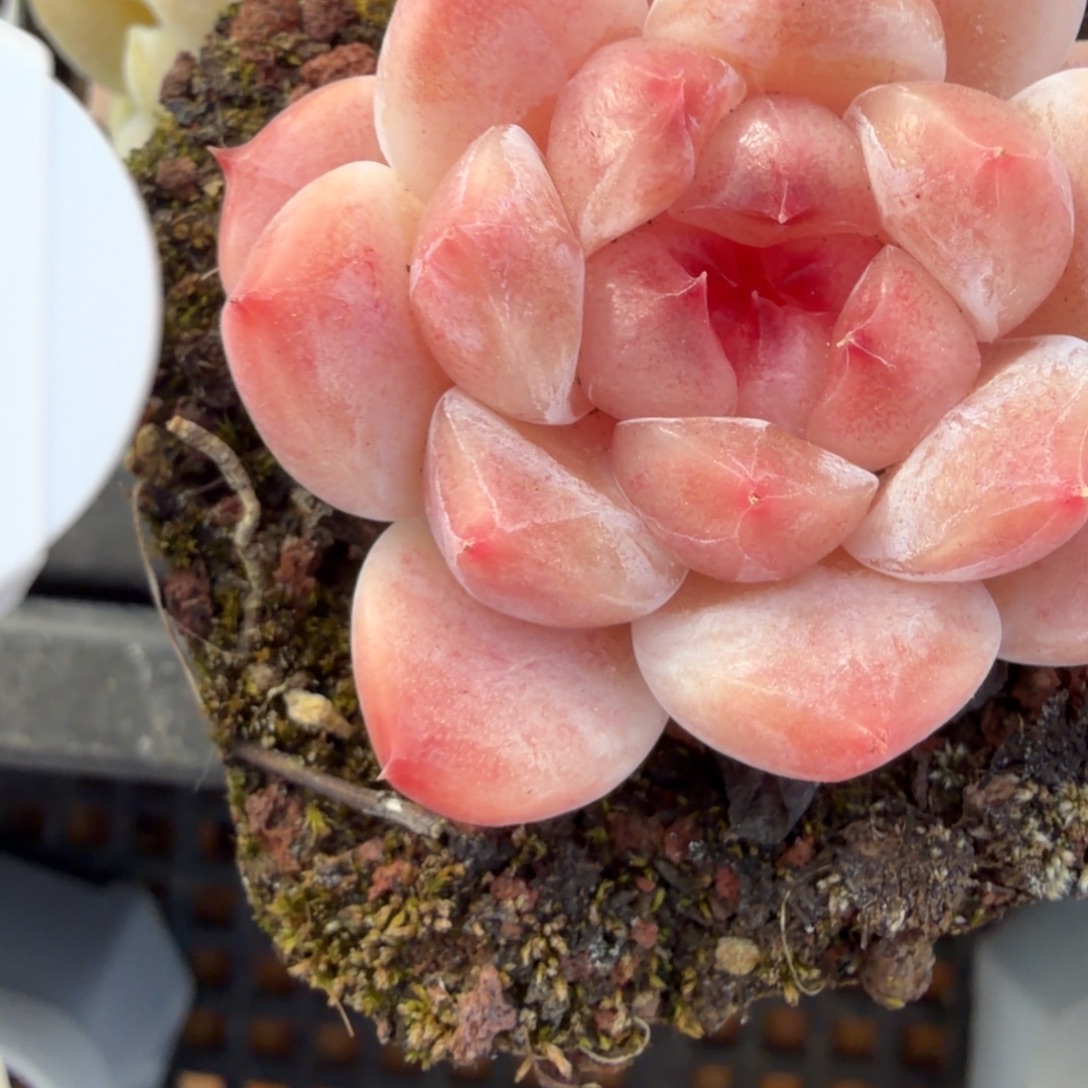 68东篱下多肉哈哈哈哈68