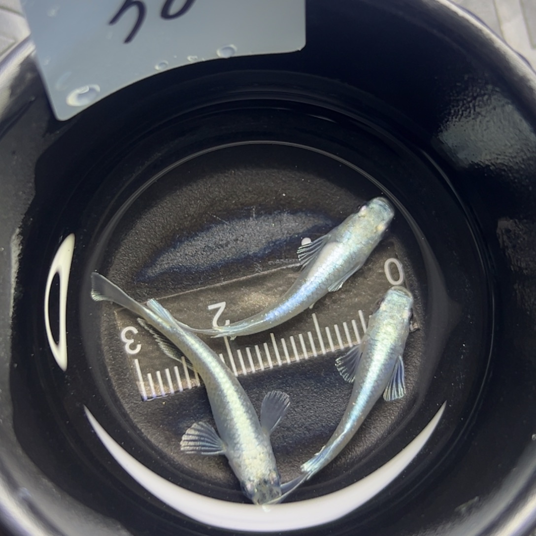 青鳉鱼38。       