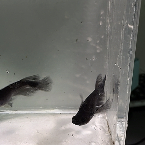 青鳉鱼一物一拍262