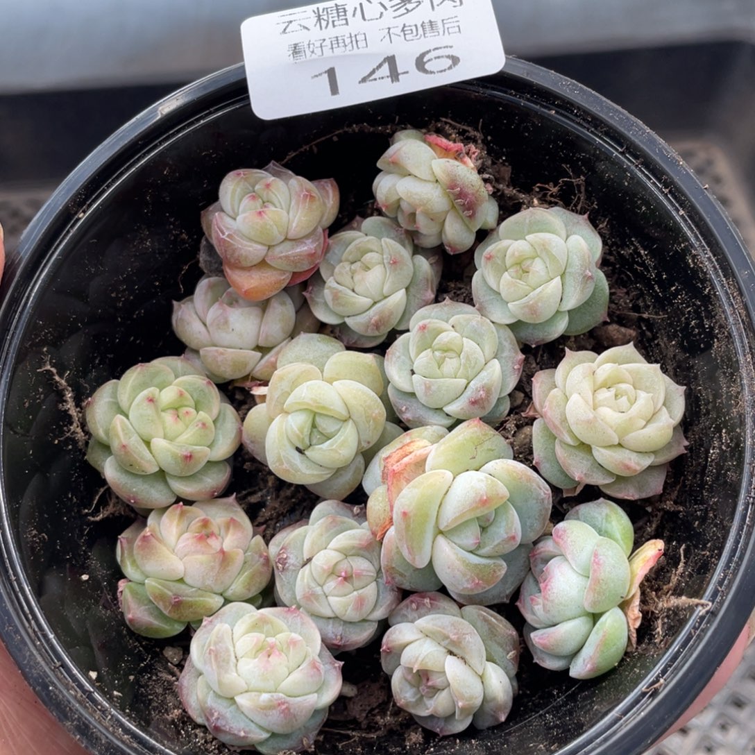 云糖心多肉植物146