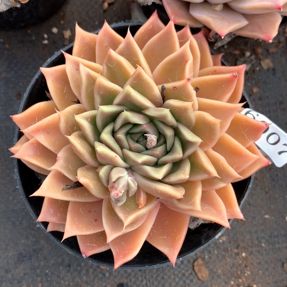 6007杂交多肉植物基地