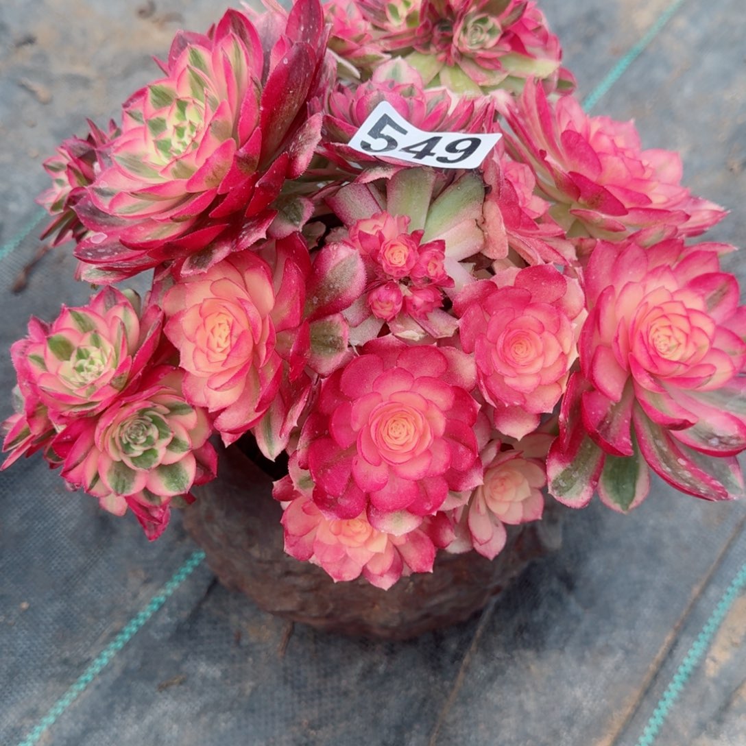 姚549倾城多肉植物