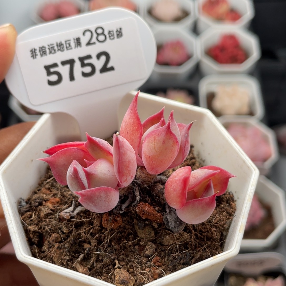 暗冰5752-4.5厘米