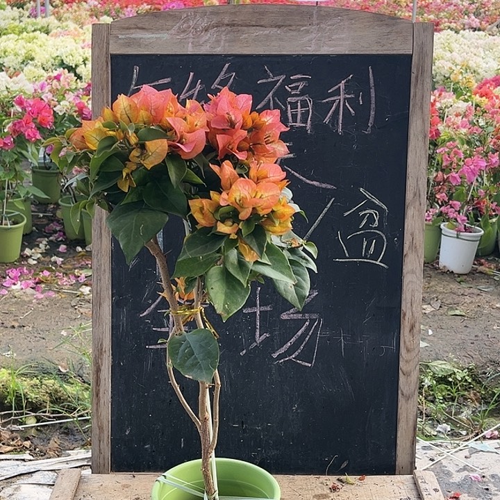 完全开放三角梅浅彩虹