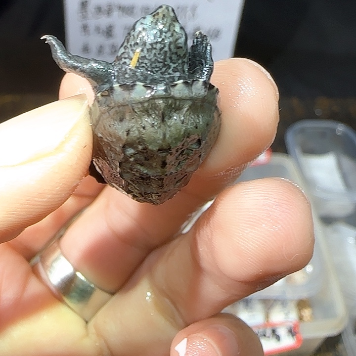 不分公母毛竹泥龟