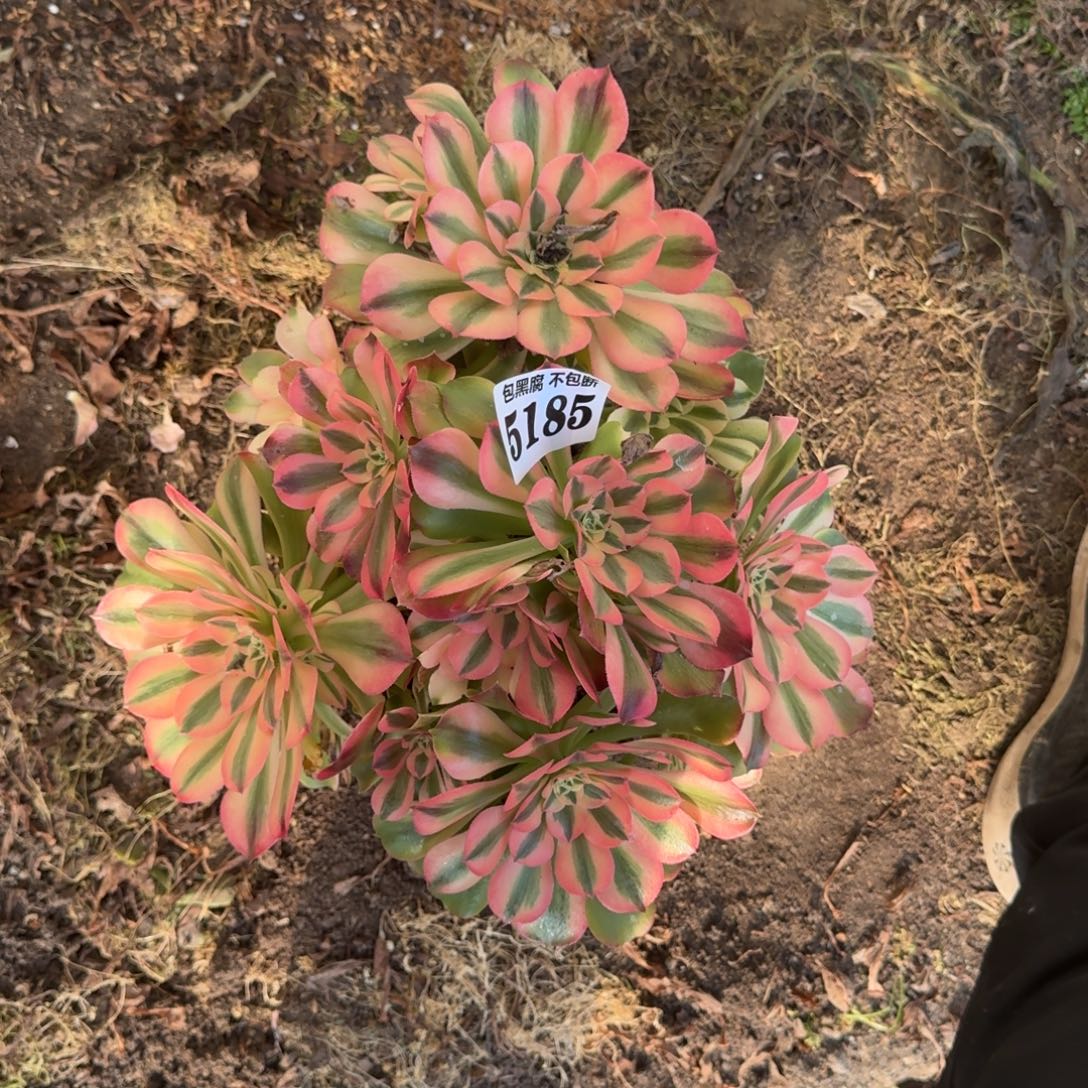 法师香妃砍桩5185 19-47