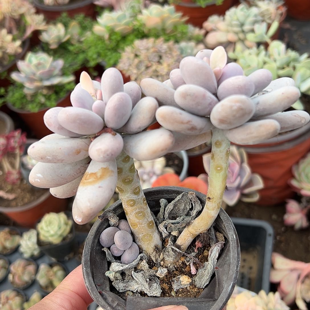 多肉植物多肉植物