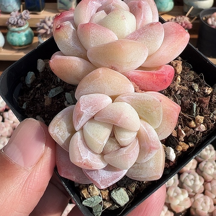 双头大象腿老桩冰玉1198号