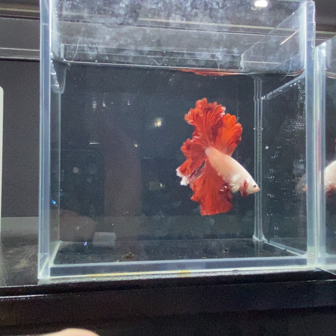 斗鱼包活不包损所见即所得128