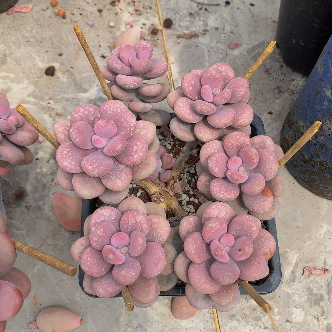 花**墨一物一拍包邮