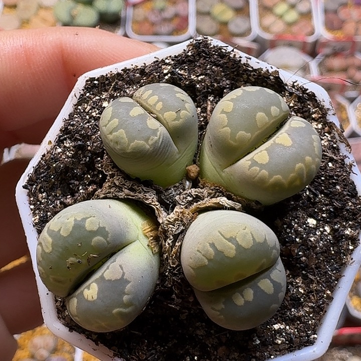 生石花111112。 112