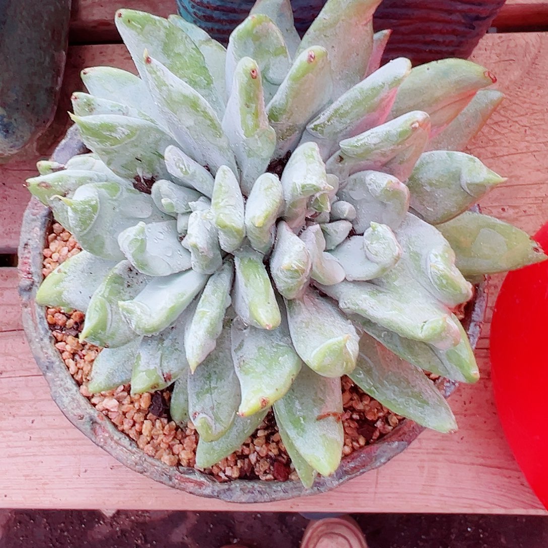 9102赛丽娜仙女杯多肉