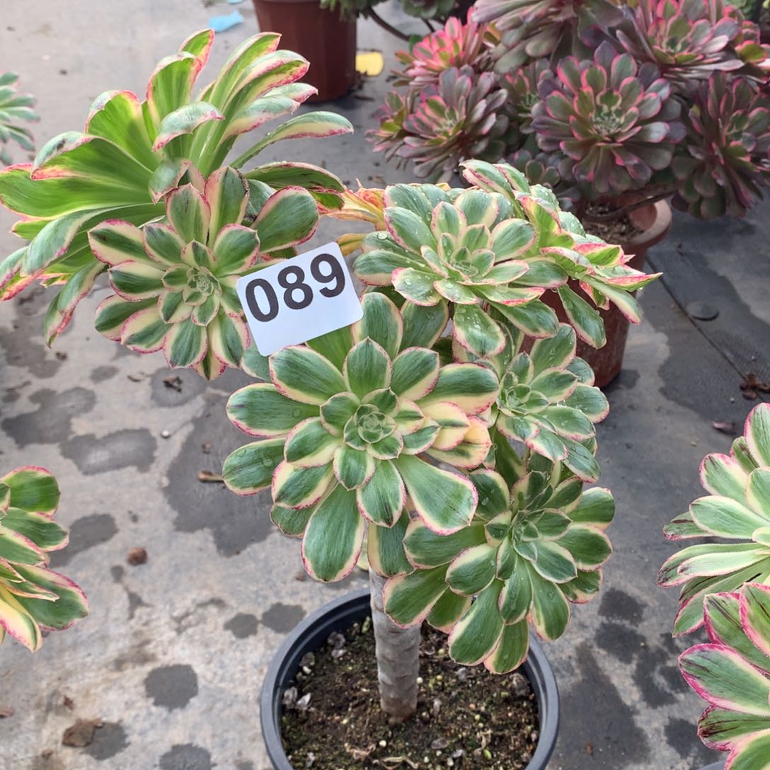 嘉***）v金金089换的补差价10米