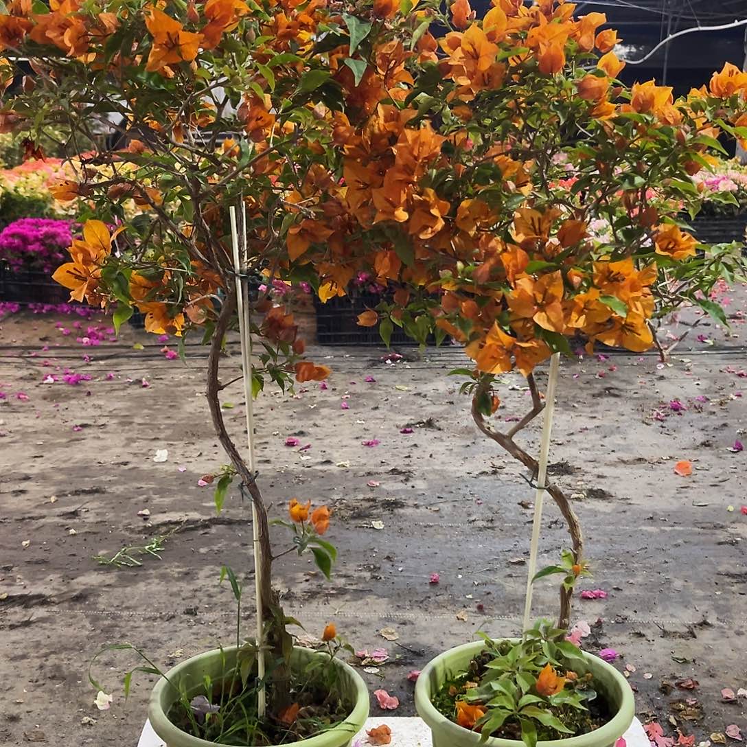 大部分花苞少量开放橙桑巴独杆棒棒糖一颗59.9