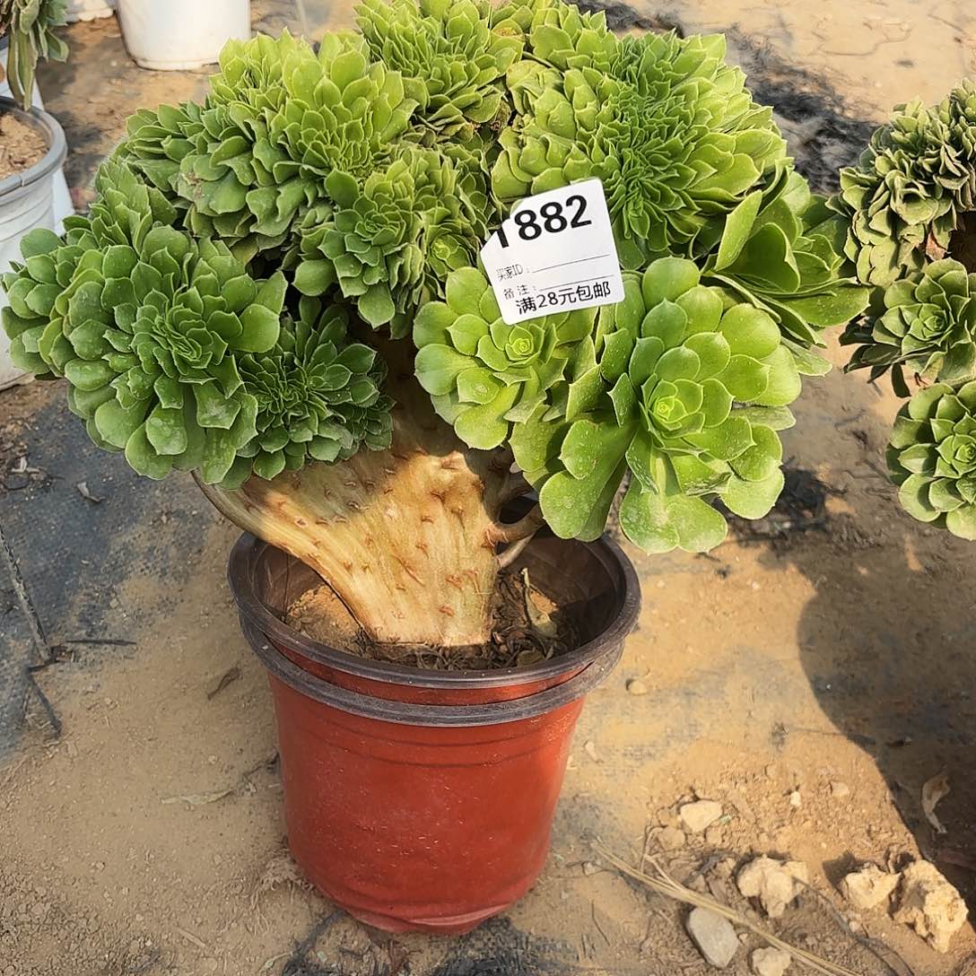 882绿杨蓉缀多肉植物