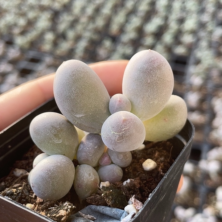 一我一拍米可奶群满18包邮