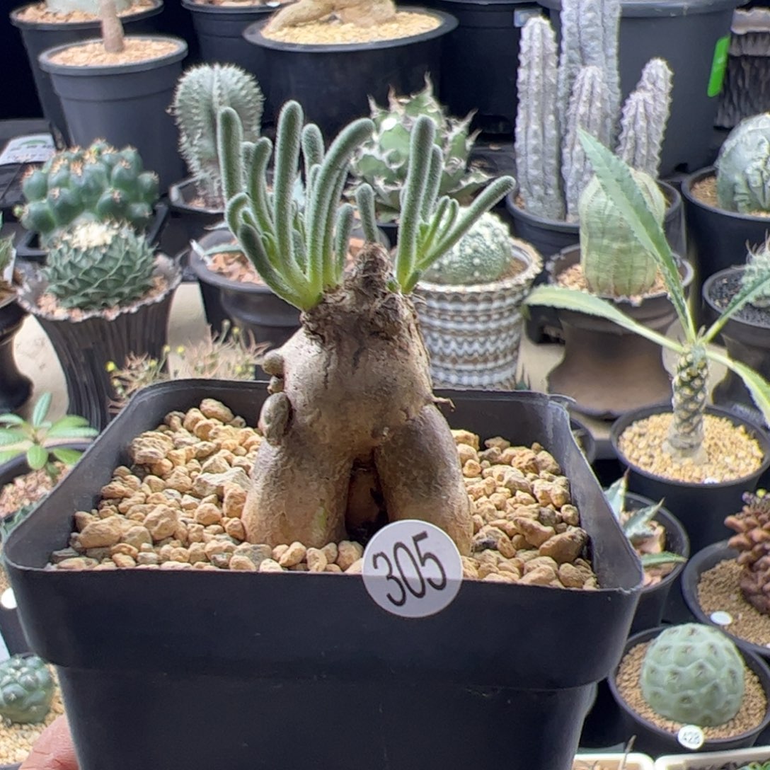 淡青霜紫花3一物一拍