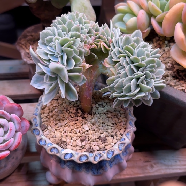 柠檬玫瑰锦缀多肉植物shi