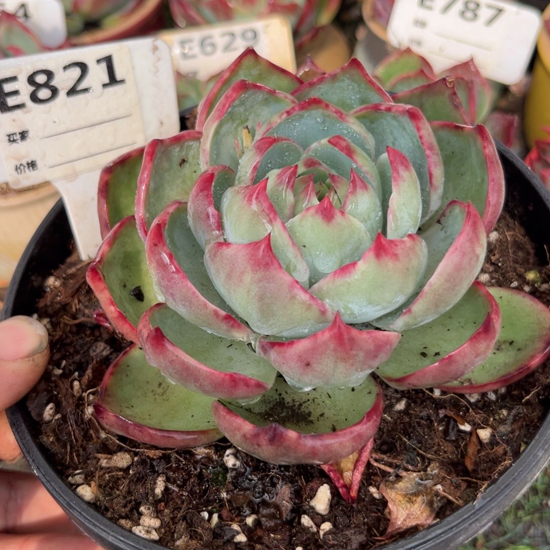 惊鸿一瞥821号多肉