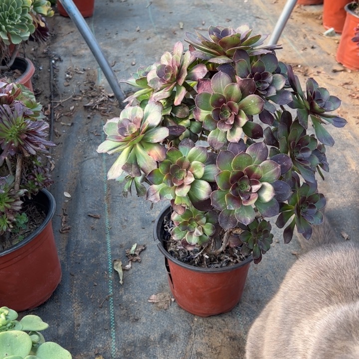 1灰圆多肉多肉多肉多肉